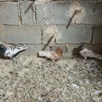 شهری بهبهونی|پرنده|شیراز, شهرک مطهری|دیوار