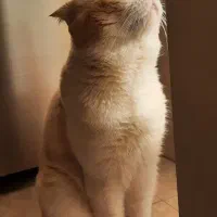 گربه نر اسکاتیش جفت گیری|گربه|تهران, خزانه|دیوار