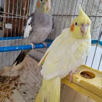 عروس هلندی|پرنده|بندر انزلی, کوی واحدی|دیوار