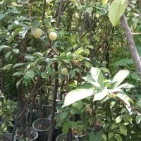کارگر باغچه فضای سبز باغبانی خدماتی سرویس درختکاری|خدمات باغبانی و درختکاری|تهران, شهرک غرب|دیوار
