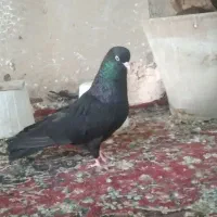 زاغ ابادانی بی کاکل قطعه دار