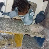 کبوتر خوب نهبندان