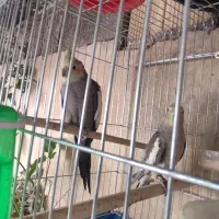 عروس هلندی بشرط مولد بودن|پرنده|آبدانان, |دیوار