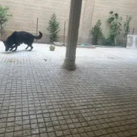 سگ ژرمن بلک نر|سگ|مشهد, هنرستان|دیوار