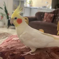 طوطی گمشده آسایش۵|پرنده|رشت, سلیمانداراب|دیوار