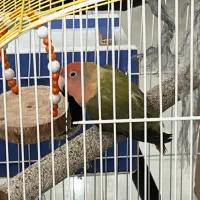 یک جفت طوطی برزیلی نرو ماده تخم گذاربا تمام وسایل|پرنده|میانه, |دیوار