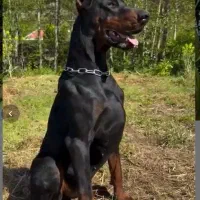 داگو گریت دین آکیتا آلابای خراسانی|سگ|تهران, سعادت‌آباد|دیوار