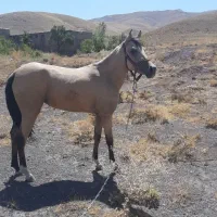 اسب|اسب و تجهیزات اسب‌سواری|آوج, |دیوار