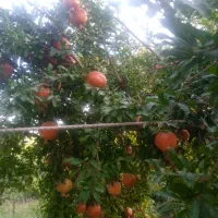 اب انار چترود