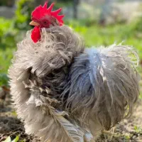 کوشین فر فریزل