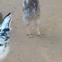 خروس طوسی.  خلفه خروس