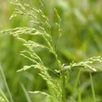 علف باغی خشک شده