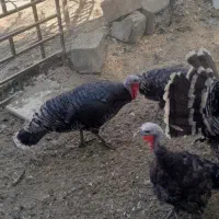 بوقلمون|حیوانات مزرعه|مشهد, امیریه|دیوار