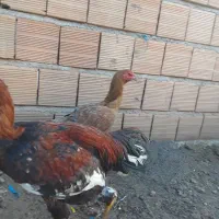 لاری|حیوانات مزرعه|آق قلا, |دیوار