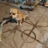 سگ پا کوتاه نژاد دار