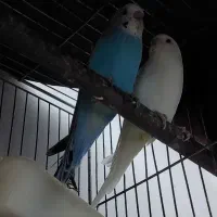 یک جفت مرغ عشق|پرنده|چابهار, |دیوار