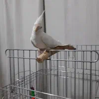 عروس هلندی سفیدآلبینوگم شده محدوده ی توحید