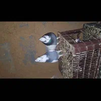 طوق سبز ماده