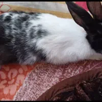 فروش خرگوش|موش و خرگوش|رامهرمز, |دیوار