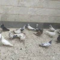 تعداد سی تا کبوتر تهرانی