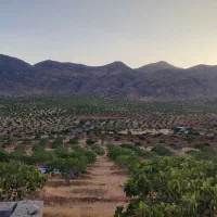 فروش انجیر ثمری مروارید