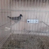 سهره|پرنده|میاندوآب, |دیوار