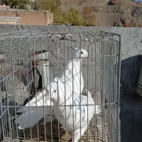 کبوتر ارزان