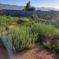 پلاک باغی مالک پول لازم قیمت ۱۹۰میلیون نیم دنگ چاه