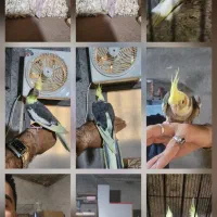 طوطی عروس|پرنده|لنگرود, |دیوار