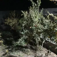 خونه باغ ودامداری