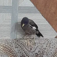 طوطی مینا دو ماهه