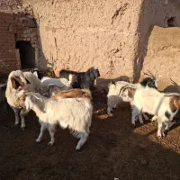 بزغاله چاق فروشی