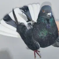 کبوتریاکفتر