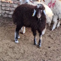 بره نر پشم شیر