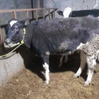 سه راس گوساله|حیوانات مزرعه|قیدار, |دیوار