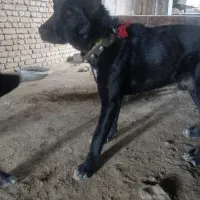 سگ‌گله‌ای‌‌مخصوص‌نگهبانی