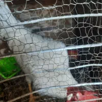 خروس حاجی آباد