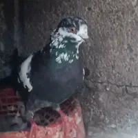 کبوتر ساده. مگسی نر و سوسکی|پرنده|گنبد کاووس, |دیوار