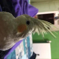 گم‌شده|پرنده|بوشهر, |دیوار