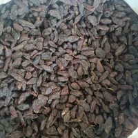 کشمش مویز|خوردنی و آشامیدنی|شیراز, میانرود|دیوار