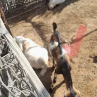 گیسه وکهره نر فروشی