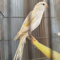 قناری گلبسر یاسمین