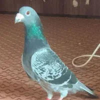 درود تعدادی کفتر پلاکی