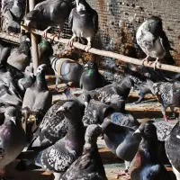کبوتر پلاکی و مسافتی