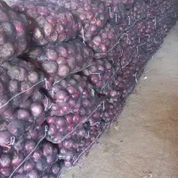 کار در تره بار