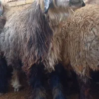 میش تخمی