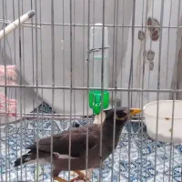 جوجه مرغ مینا|پرنده|پاکدشت, شهرک امام رضا|دیوار