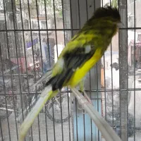 قناری رسمی.سوپر.پرستار|پرنده|تهران, امین حضور|دیوار