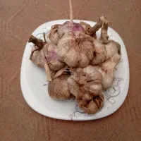 سیر کاملا ارگانیک برای شمال بدون سم و کود|خوردنی و آشامیدنی|قم, شهرک مهدیه|دیوار