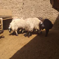 بره فروشی|حیوانات مزرعه|اصفهان, باتون|دیوار